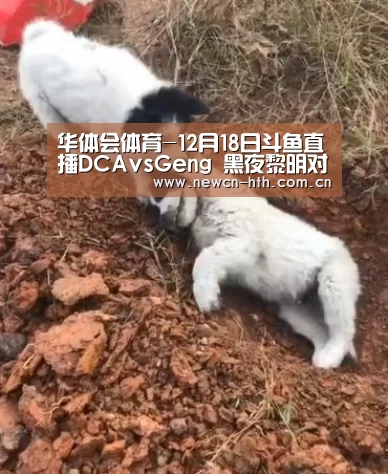 华体会体育-12月18日斗鱼直播DCAvsGeng 黑夜黎明对抗赛(图1) 华体会体育